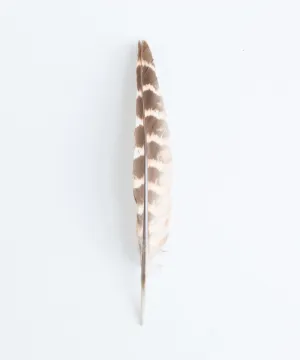 Brown   Cream Feather